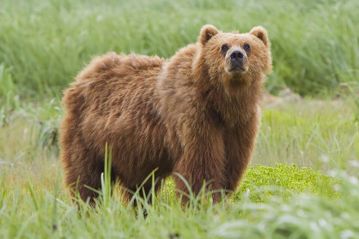Urso-pardo