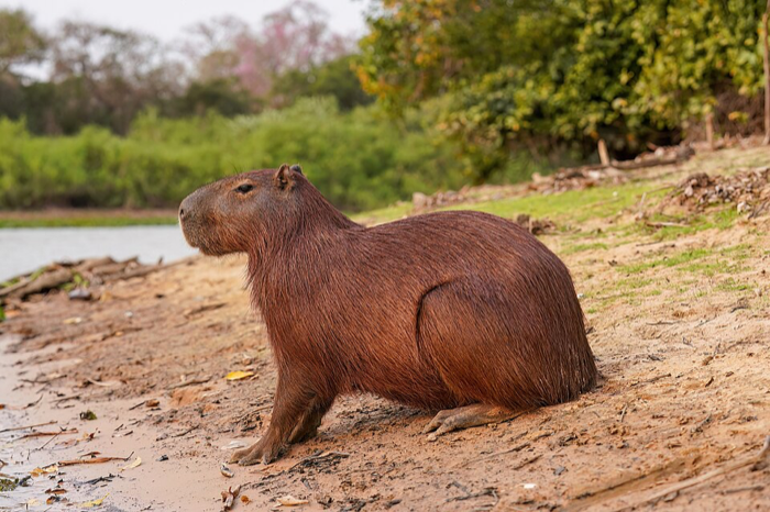 Capivara