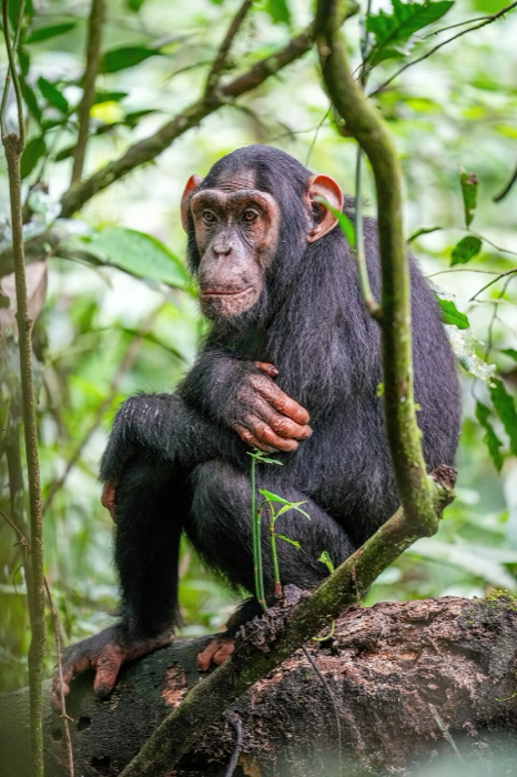 Chimpanzé