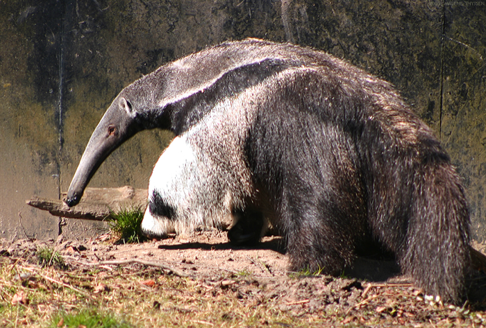 Tamanduá-bandeira