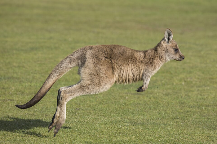 Canguru