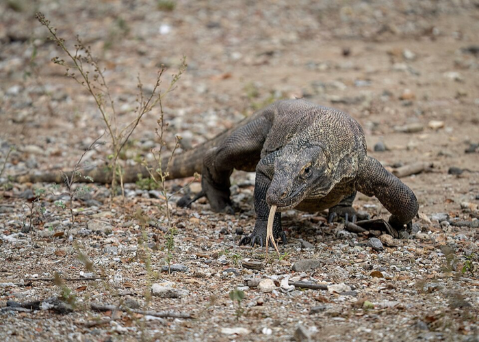 Dragão-de-komodo