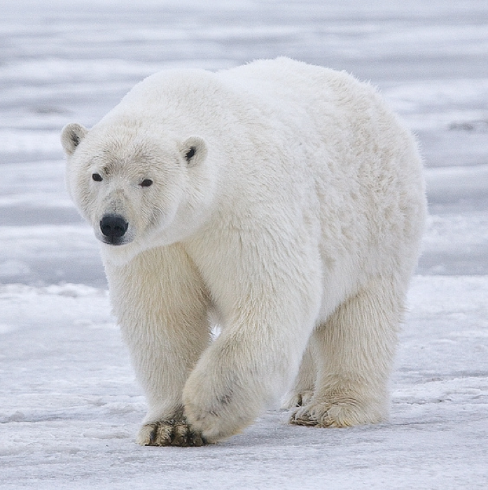 Urso-polar