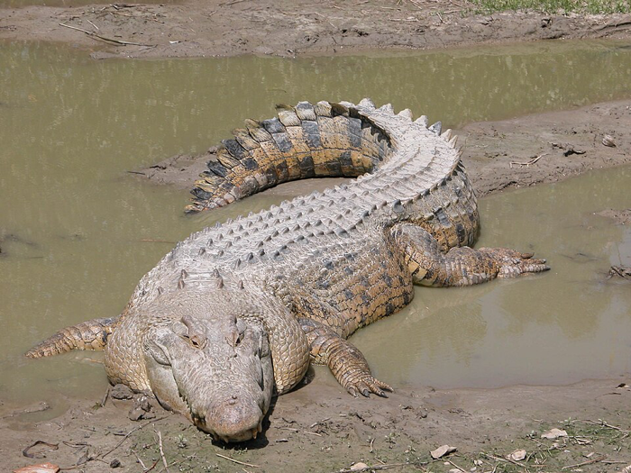 Crocodilo-de-água-salgada