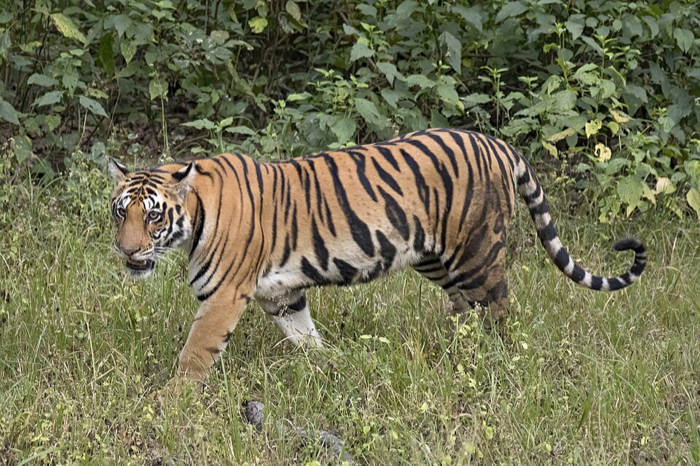 Tigre