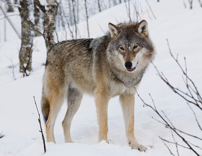 Lobo