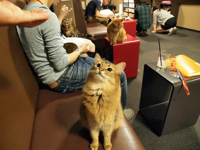 고양이 카페 - 고양이들과 놀아볼까요?