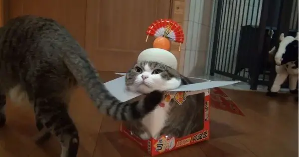 Maruchan: um dos gatos mais famosos do mundo