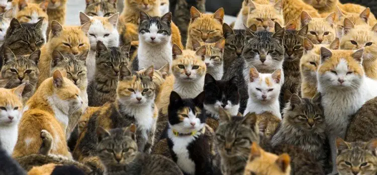 고양이, 개, 반려동물을 위한 한국어 이름 고양이, 개, 반려동물을 위한 한국어 이름
