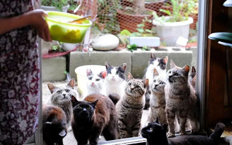 Llevar animales a Japón
