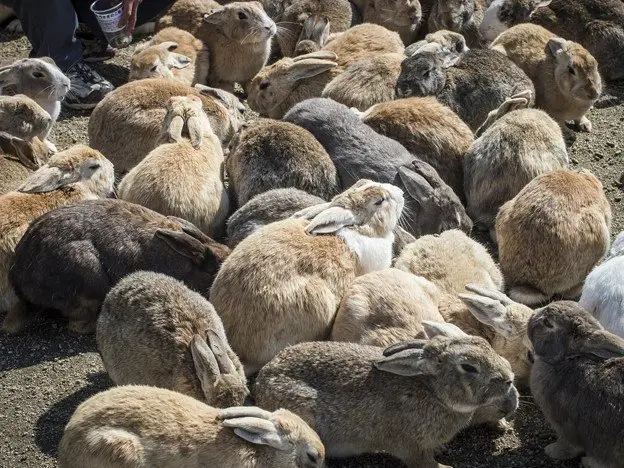 일본에서 가장 인기 있는 50대 관광지 일본에서 가장 인기 있는 50대 관광지