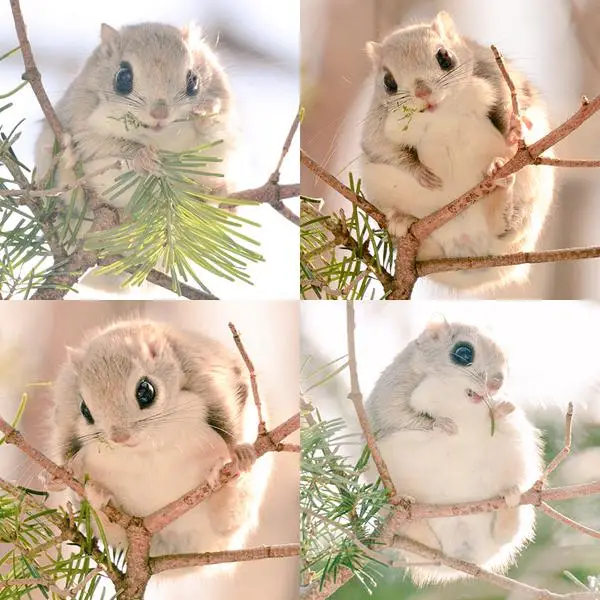 6 Animais kawaii nativos de Hokkaido