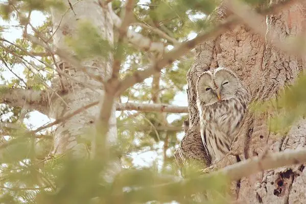 Uma coruja Ezo Fukuro de penas marrons camuflada nos galhos de uma árvore
