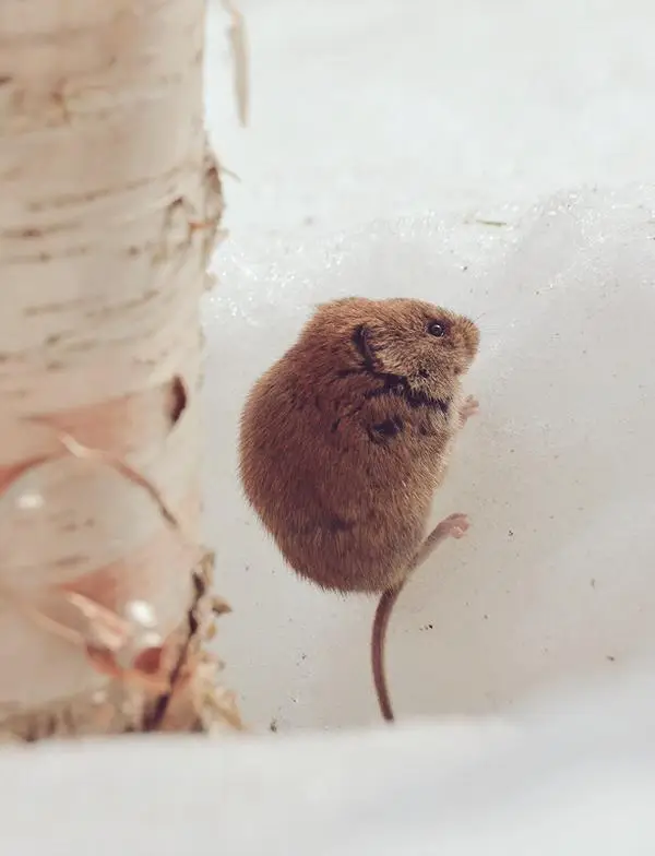 Um pequeno pika entre rochas, com orelhas arredondadas e olhar curioso