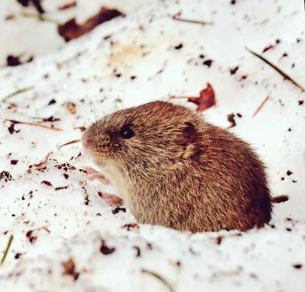 Um pequeno pika (Ezo Naki Usagi) de Hokkaido, com pelo cinza-amarronzado