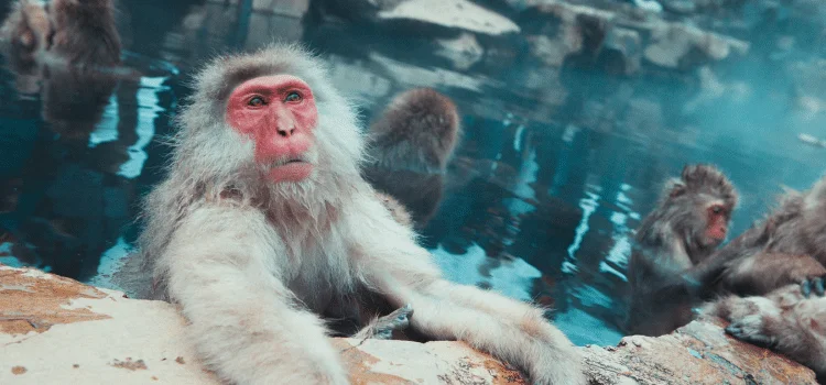 Ainda existem termas ou onsen com banho misto no Japão? Ainda existem termas ou onsen com banho misto no Japão?