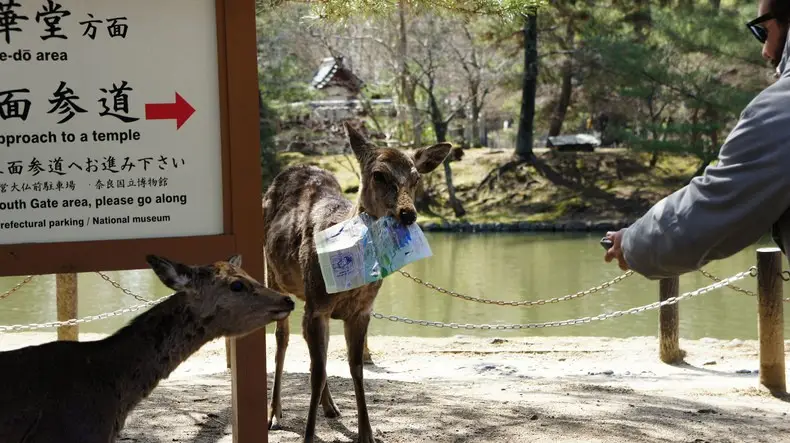 Descubre Nara: la ciudad de los ciervos Ciervos en Nara Park