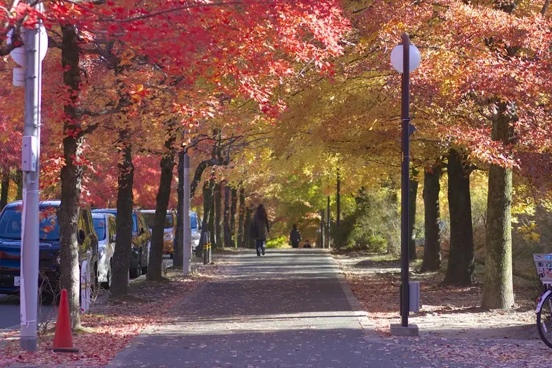 Qual a melhor época para visitar o Japão?