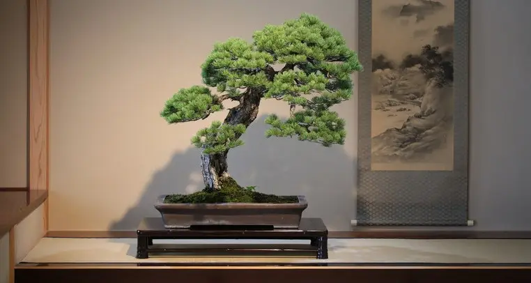 Bonsai - A arte Japonesa de Árvores em miniatura