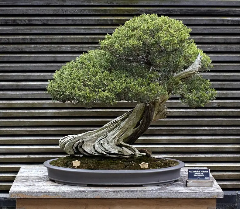 Bonsai - A arte Japonesa de Árvores em miniatura