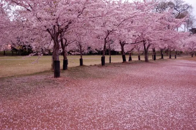 Guia Hanami – Apreciando as flores no Japão Guia Hanami - Apreciando as flores no Japão