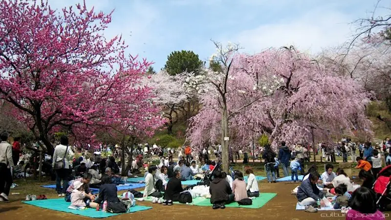 Guia Hanami – Apreciando as flores no Japão Guia Hanami - Apreciando as flores no Japão