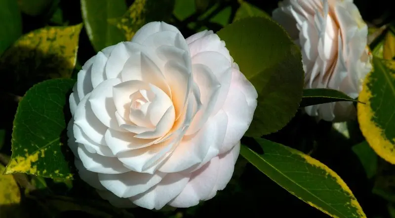 Hanakotoba - Significado das flores em japonês camelia