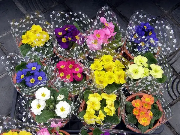 Hanakotoba - Significado das flores em japonês Hanakotoba - Significado das flores em japonês