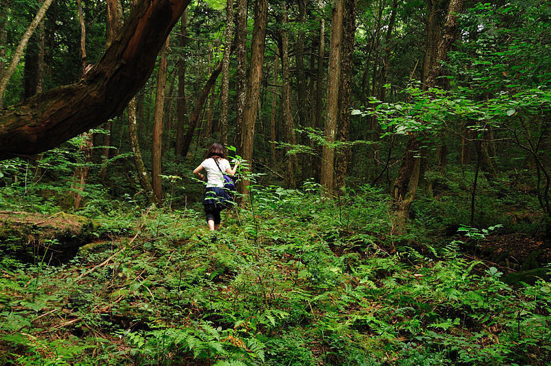 Senderos y densidad del Mar de Árboles Interior denso del bosque de Aokigahara
