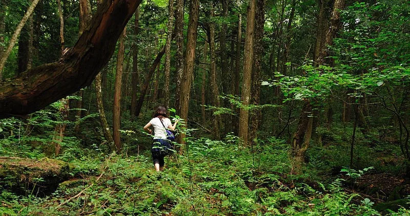 O estrangeiro que desrespeitou uma nação Aokigahara e a repercussão do caso Logan Paul