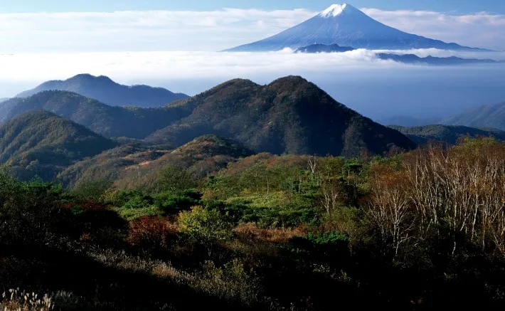 O estrangeiro que desrespeitou uma nação O estrangeiro que desrespeitou uma nação em Aokigahara