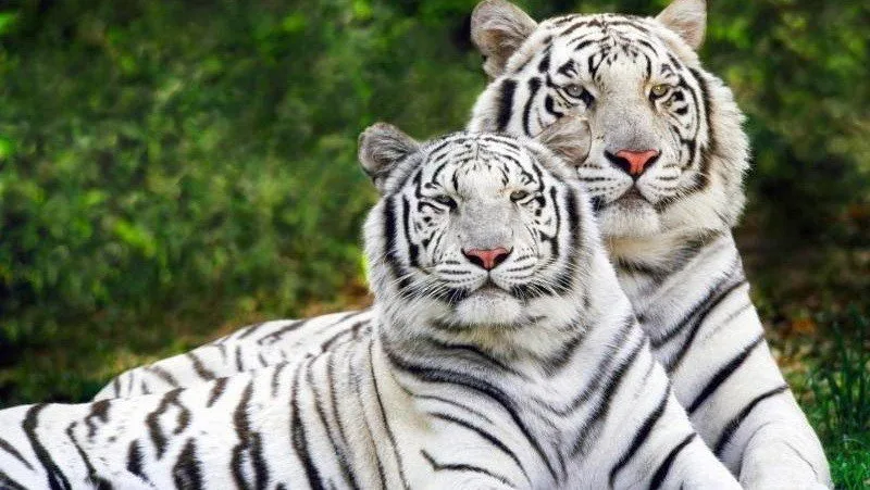 Japão e os Tigres Asiáticos