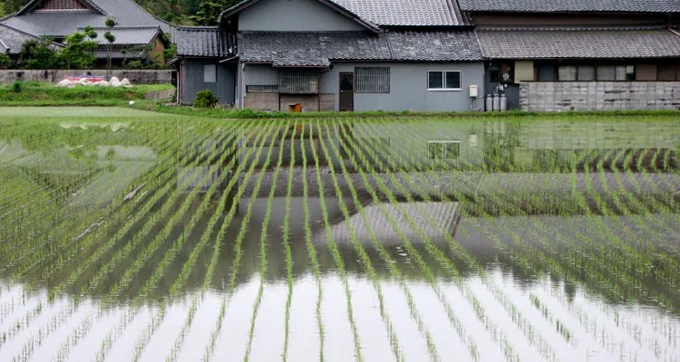 Arrozal no Japão relacionado à origem de muitos sobrenomes