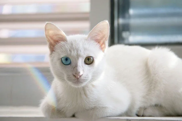Bobtail Japonês - Mi-ke - Gato da sorte Bobtail Japonês - Mi-ke - Gato da sorte