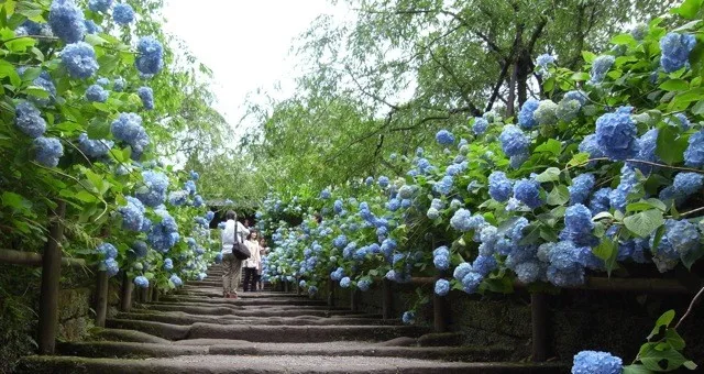 Hortênsia - A flor do Verão