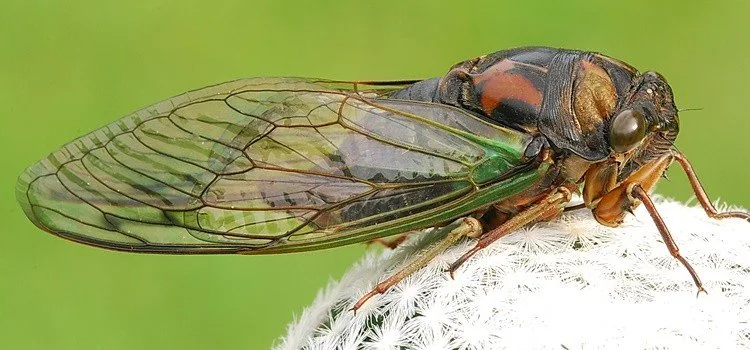 Le semi — cigale emblématique de l'été japonais Cigale japonaise semi accrochée à une branche d'arbre en été