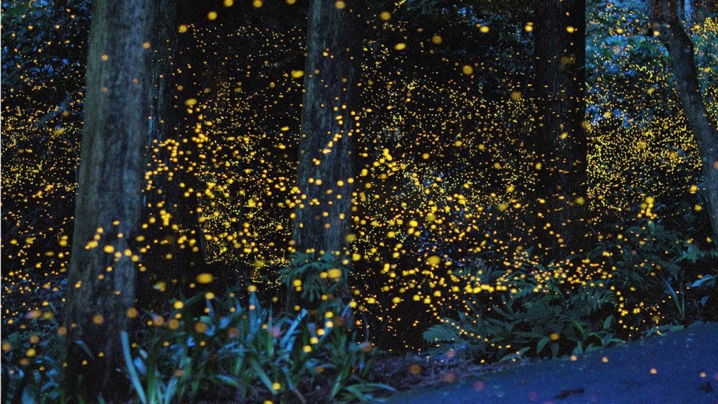 Insectos populares en Japón y su fascinación cultural | Suki Desu