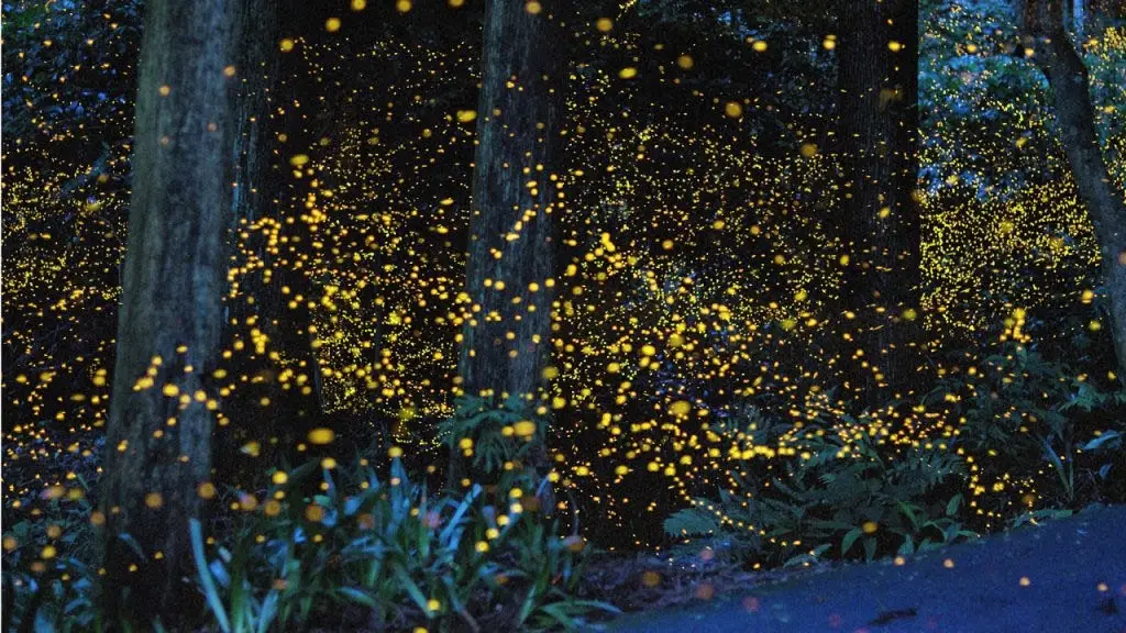 Les hotaru — lucioles japonaises, symboles de lumière éphémère Lucioles japonaises hotaru brillant dans l'obscurité au bord d'une rivière en été