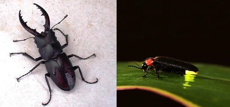 Le kabuto-mushi — le scarabée rhinocéros japonais Scarabée rhinocéros japonais kabuto-mushi avec sa corne caractéristique, posé sur une feuille