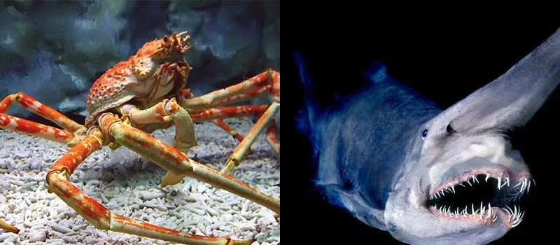 Animaux horribles du Japon !