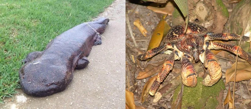 Salamandre géante japonaise reposant sur une surface rocheuse et humide dans un aquarium faiblement éclairé