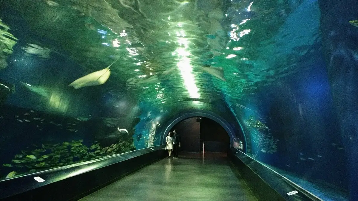 Explorando o Aquário de Shinagawa em Tokyo