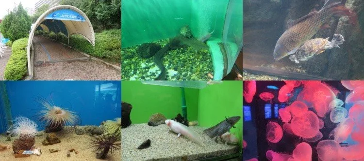 Explorando o Aquário de Shinagawa em Tokyo