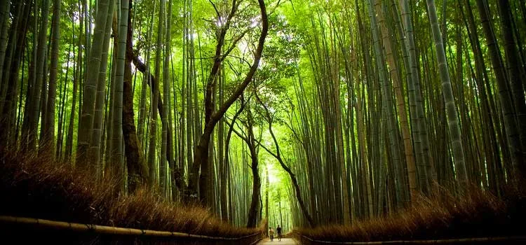 Arashiyama - Forêt de Bambou et Montagne des Singes