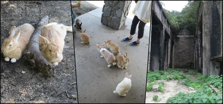 Lapins sur l'île d'Okunoshima