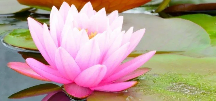 Flor de Lótus - Significados e Curiosidades