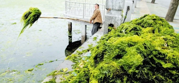 Nori - Tudo sobre a famosa alga utilizada no sushi