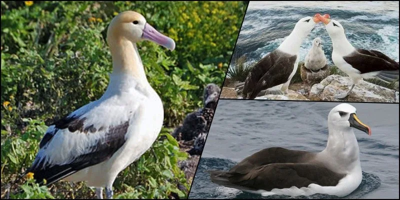 5 Animais da fauna japonesa ameaçados de extinção