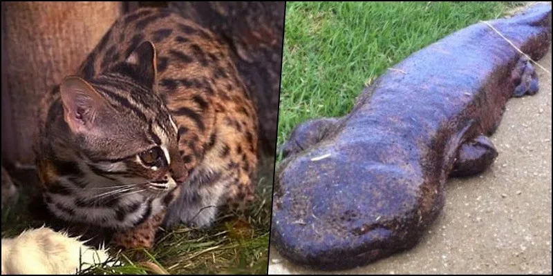 5 Animais da fauna japonesa ameaçados de extinção