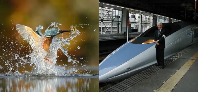 Train à grande vitesse et le martin-pêcheur ; le pingouin et la chouette